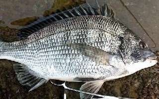 适合矶钓的海钓中层对象鱼的鱼种介绍