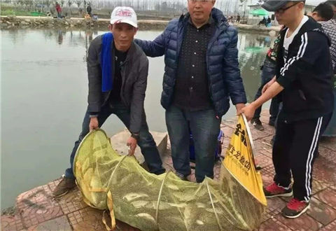黑坑鱼情5问，问清再下杆不吃亏