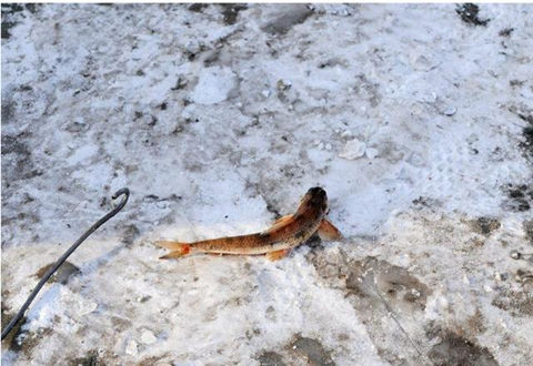 冬季冰钓鲫鱼的两个小技巧