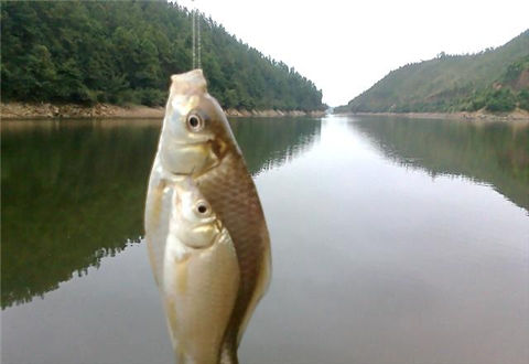 流水浅滩钓鱼有诀窍，钓鱼前辈为你来支招