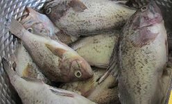 出游山海关海钓 钓获满满的很幸福