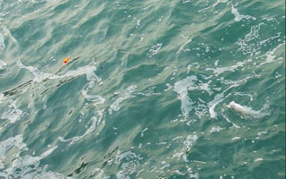 浅谈海钓浮波与诱钓同步的关系