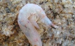 海钓（矶钓）的钓饵和诱饵使用技巧