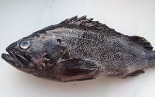 海钓黑头鱼的钓组搭配与钓点选择