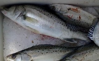 海钓鲈鱼钓位的选择以及钓具搭配技巧