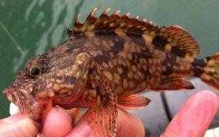 适合海钓矶钓的海洋底层对象鱼介绍