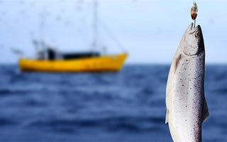 海钓的最佳时机与技巧选择