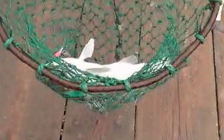 冬季不钓鱼如何保养浮漂分析