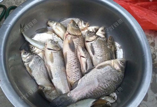 [佳肴征帖] 一个渔翁一钓钩，一人独占一江秋
