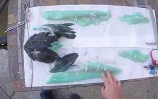 男子潜水海底捕获稀奇怪鱼 鱼肉竟是蓝绿色
