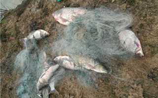 常德汉寿车厢湖惊现偷鱼贼 原是邻居“觊鱼”已久