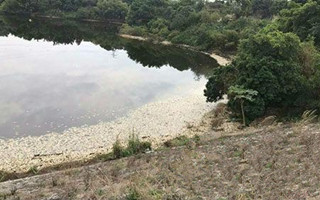 为报复泄愤 一对夫妻往水库投药 致鱼死亡损失上百万