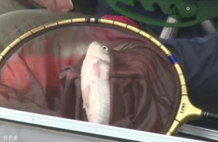 游钓中国第三季37集 冰雪覆盖庐州 师徒携手齐坐钓 [视频]