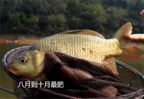 垂钓学院第四季40 钓鲫技巧全解析 [视频]