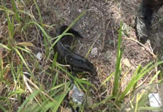 三本先生：雷强黑鱼之芦苇荡、大蒲地 逗钓黑鱼 [视频]