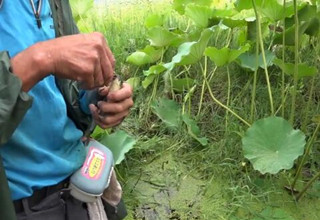 三本先生：传统钓法之河道水草处 选点垂钓鲫鱼 下 [视频]