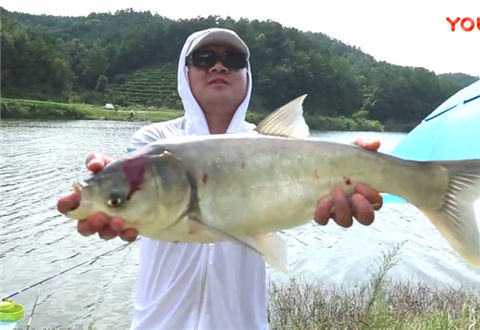 王牌驾到02 千万别眨眼 看钓鱼大师如何对战野鲢鳙 [视频]