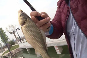 遍钓天下之钓行江湖05 双利生态园春钓鲫 [视频]