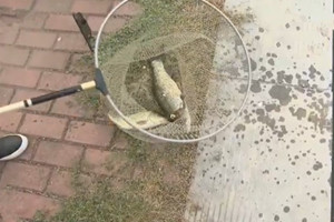 CCTV我爱发明之拉钩上钓 简单便捷钓大鱼自起钓鱼竿 [视频]