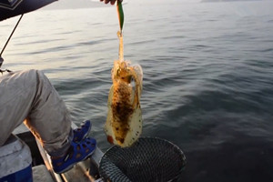 海钓狂人出海路亚钓获大鱿鱼 教你如何选点 [视频]