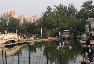 陪着地瓜去钓鱼之北京城外城鲫鱼(上) [视频]