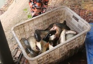 陪着地瓜去钓鱼之北京潮凤湖鲤鱼3 [视频]