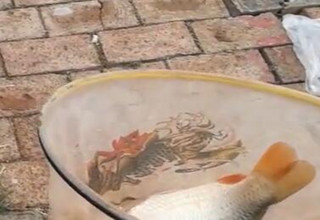 陪着地瓜去钓鱼之天津静海永昌第一天 下  [视频]