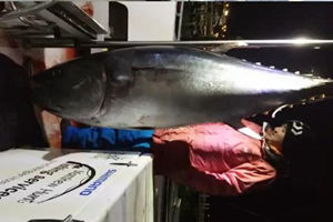 澳大利亚深海船钓钓获280斤蓝鳍金枪鱼 [视频]