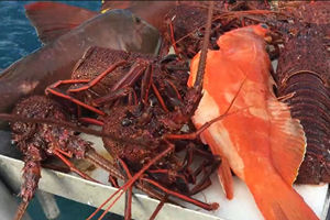 澳洲海钓之旅 深海船钓巨物大战龙虾 [视频]