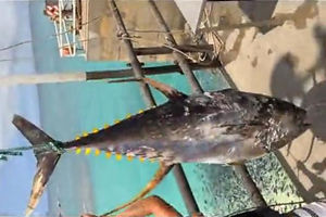 外国男子海岸礁石矶钓波趴擒黄鳍金枪鱼 [视频]