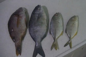 三日海钓行之庙湾岛海岩矶钓攻略 [视频]