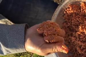 黑坑红虫散炮和鲫鱼散窝开法的详解 [视频]