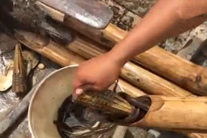 把小辣椒和螺肉当饵料 利用竹筒捉鳝鱼效果杠杠的 [视频]