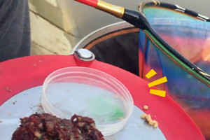 风油精对钓鱼的鱼口是不是会有影响 [视频]